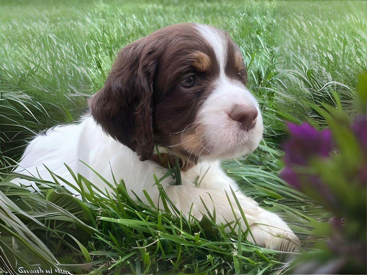 SPRINGER SPANIEL
