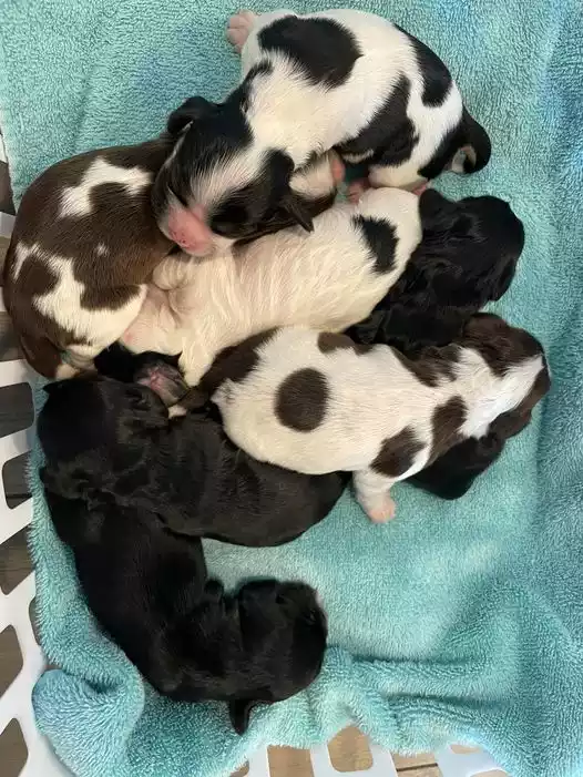 Strawberry Kennels Puppies