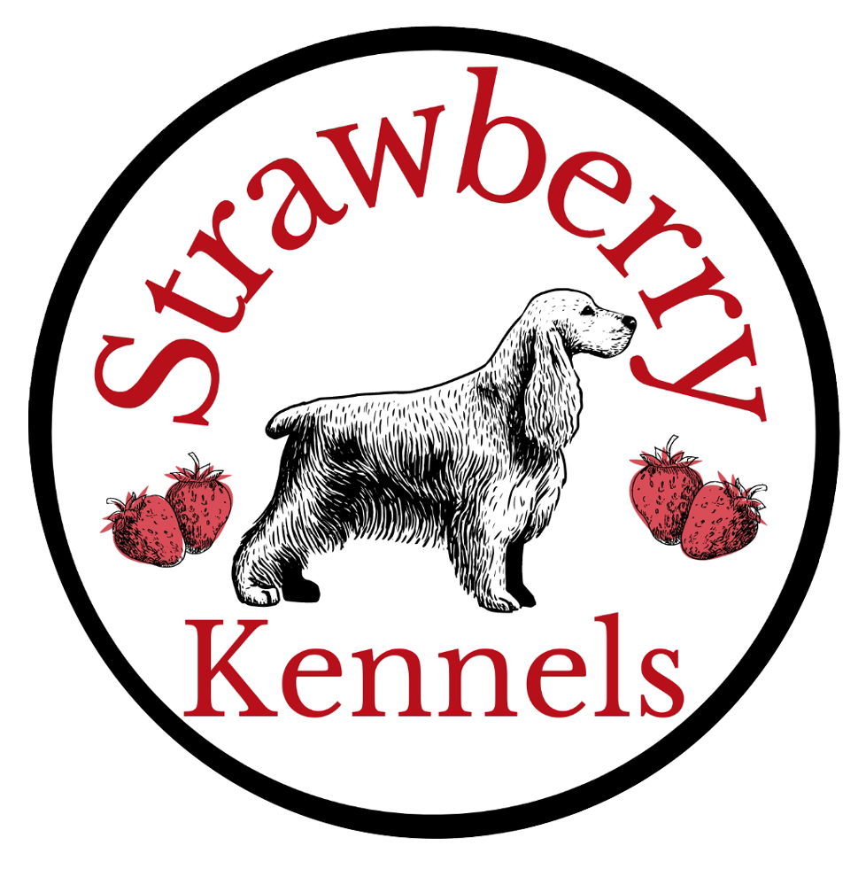 Strawberry Spaniels Kennels